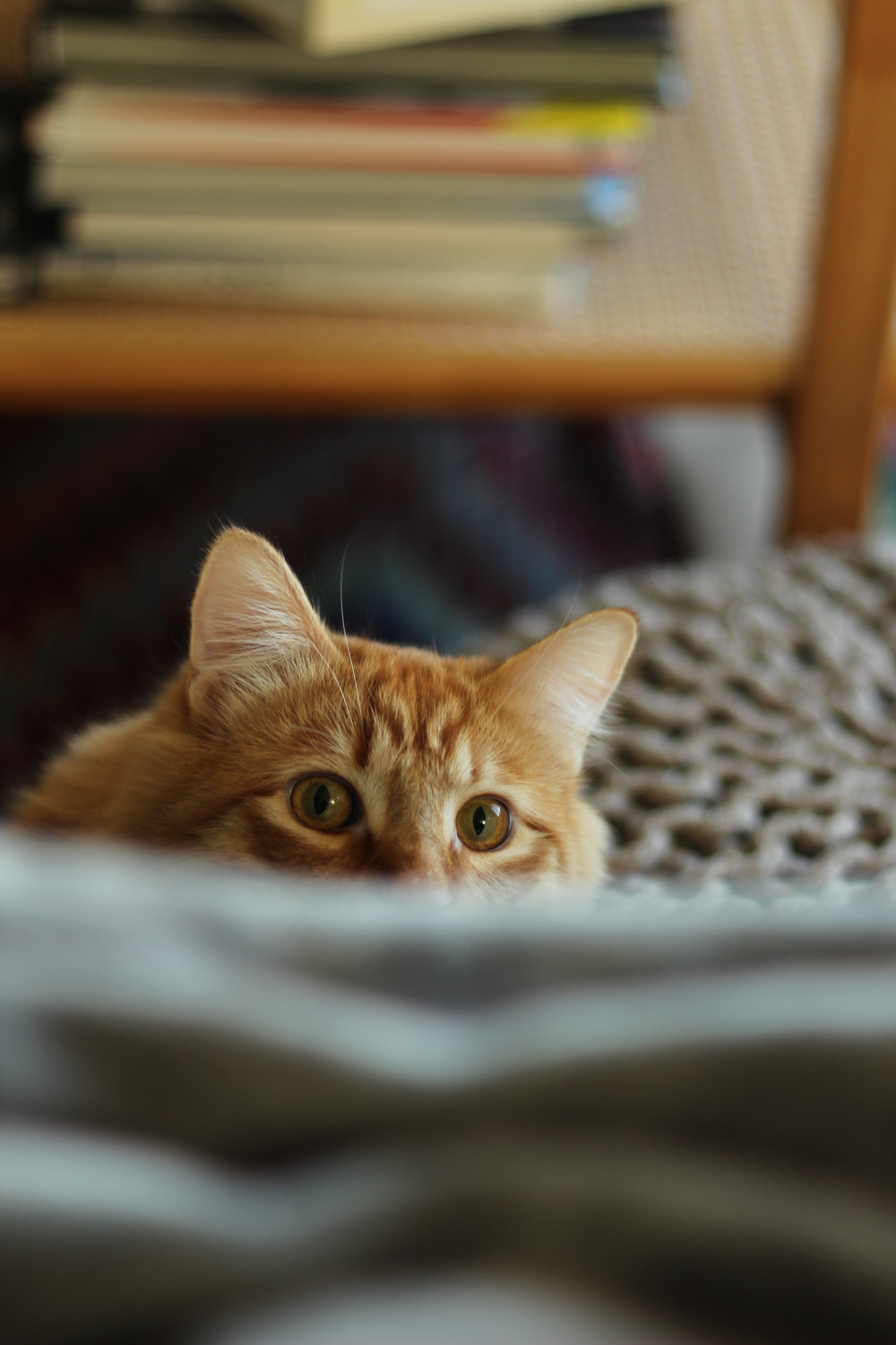 A cat peeking above a couch, looking directly at the camera