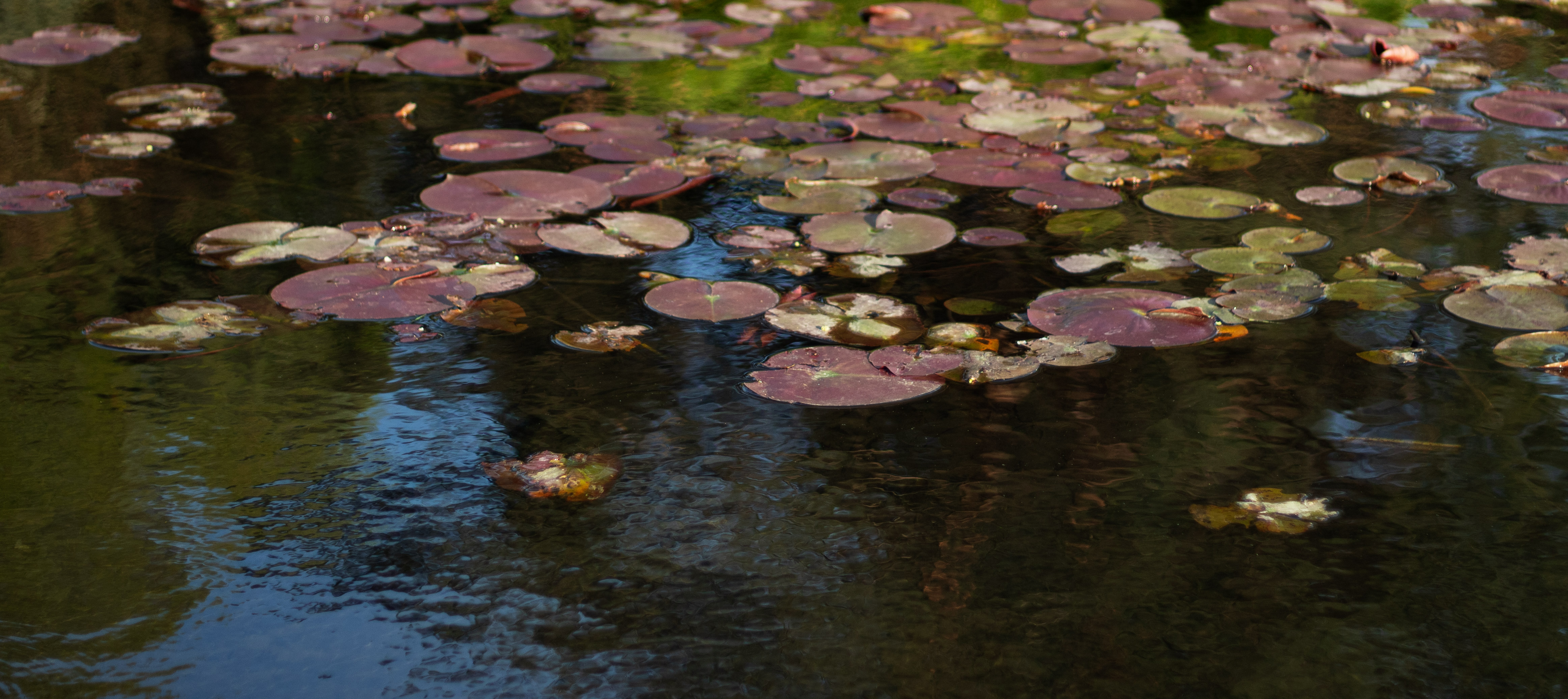 A dreamy pond scene with lily pads and moving water
